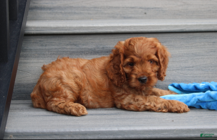Cockapoo dogs Loki - Ad 1