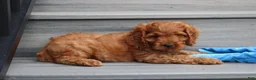 Cockapoo dogs for sale: Loki - Ad 1