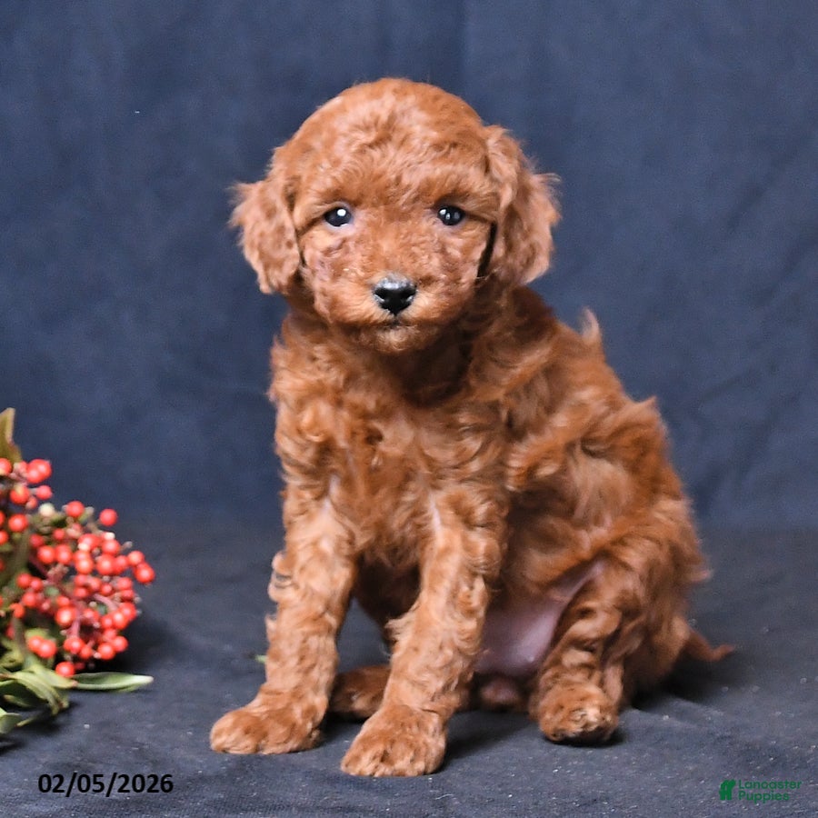 Toy Poodle dogs Rose  - Ad 2