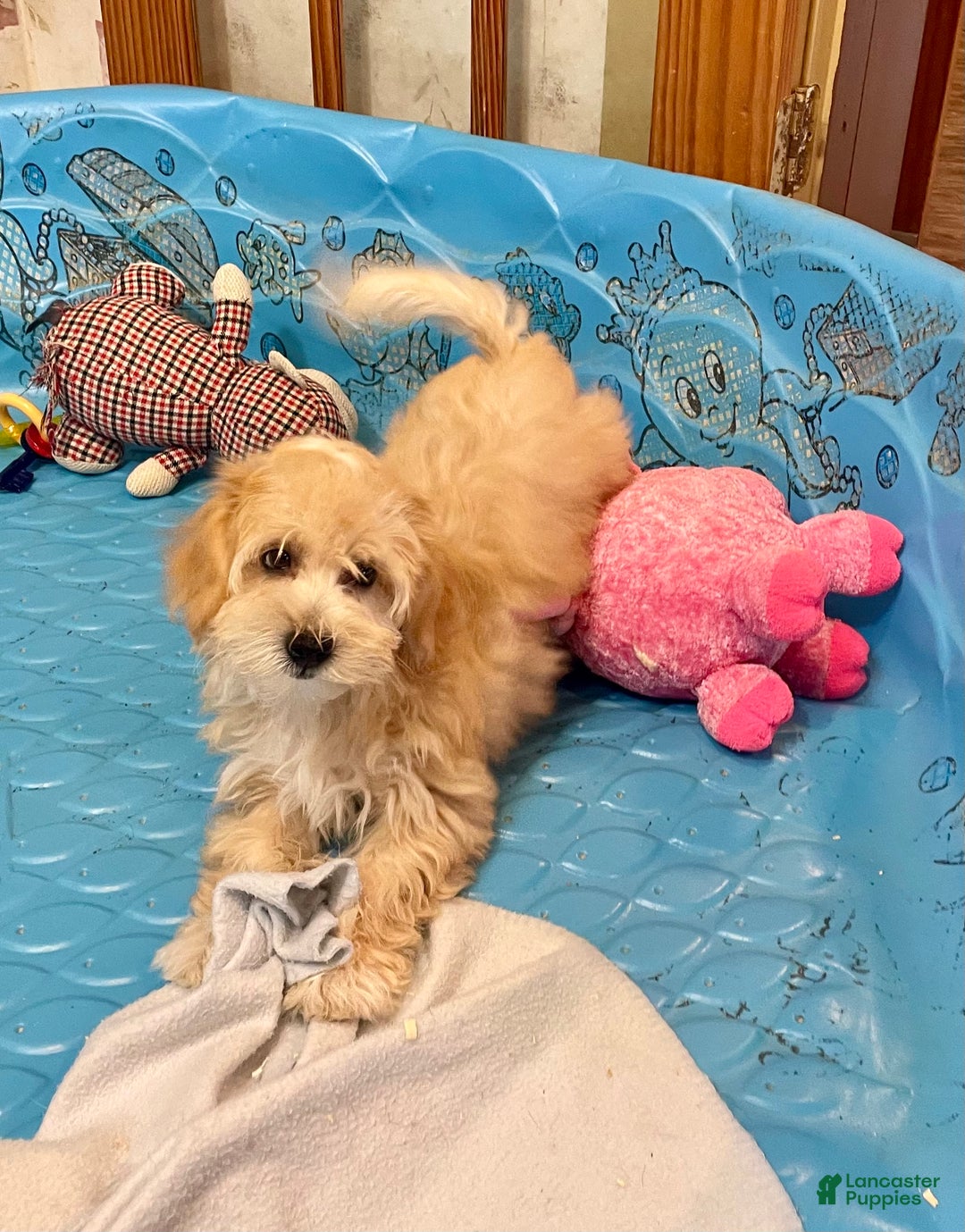 Mixed Breed dogs for sale: Ralph - Ad 2