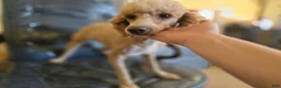Miniature Poodle dogs for sale: Spankie - Ad 11