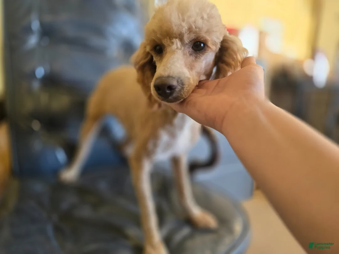 Miniature Poodle dogs for sale: Spankie - Ad 11