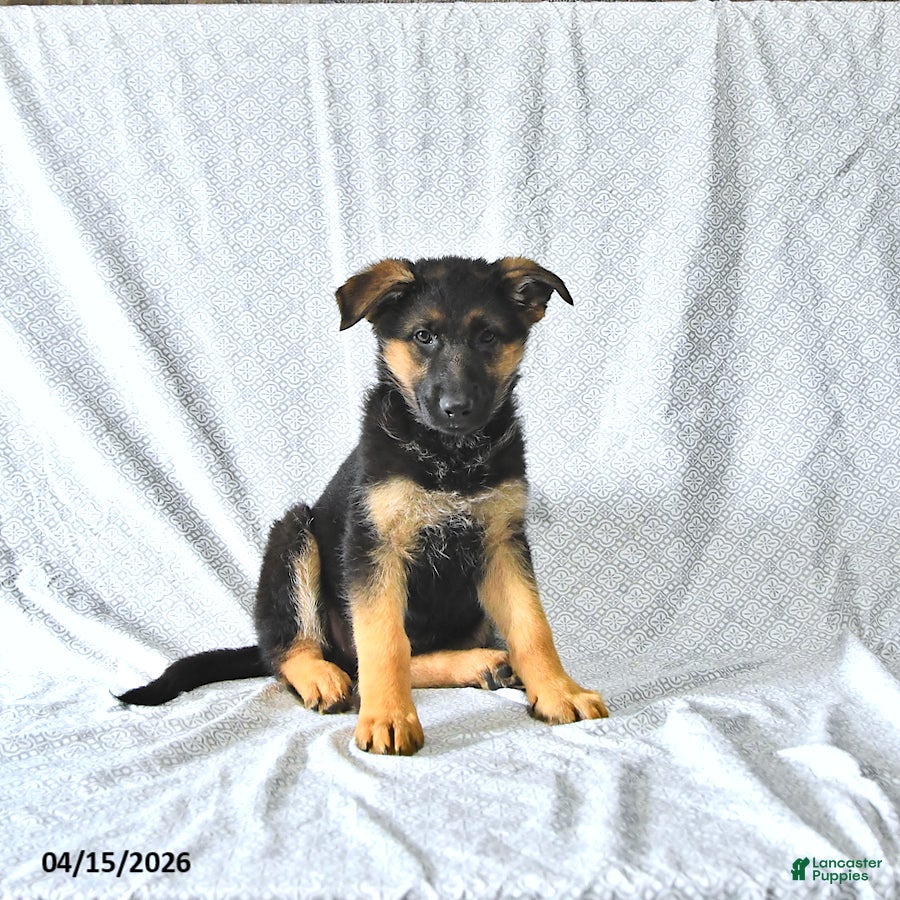 German Shepherd dogs Holly - Ad 2