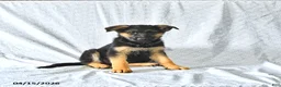 German Shepherd dogs for sale: Holly - Ad 2