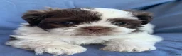 Shih Tzu dogs for sale: Mocha - Ad 9