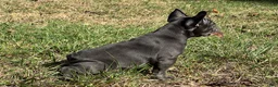 French Bulldog dogs for sale: Bloom  - Ad 2