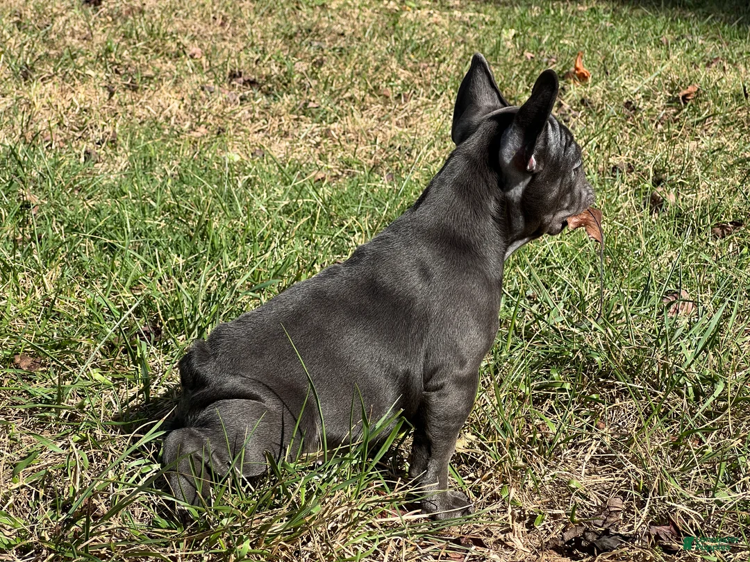 French Bulldog dogs for sale: Bloom  - Ad 2