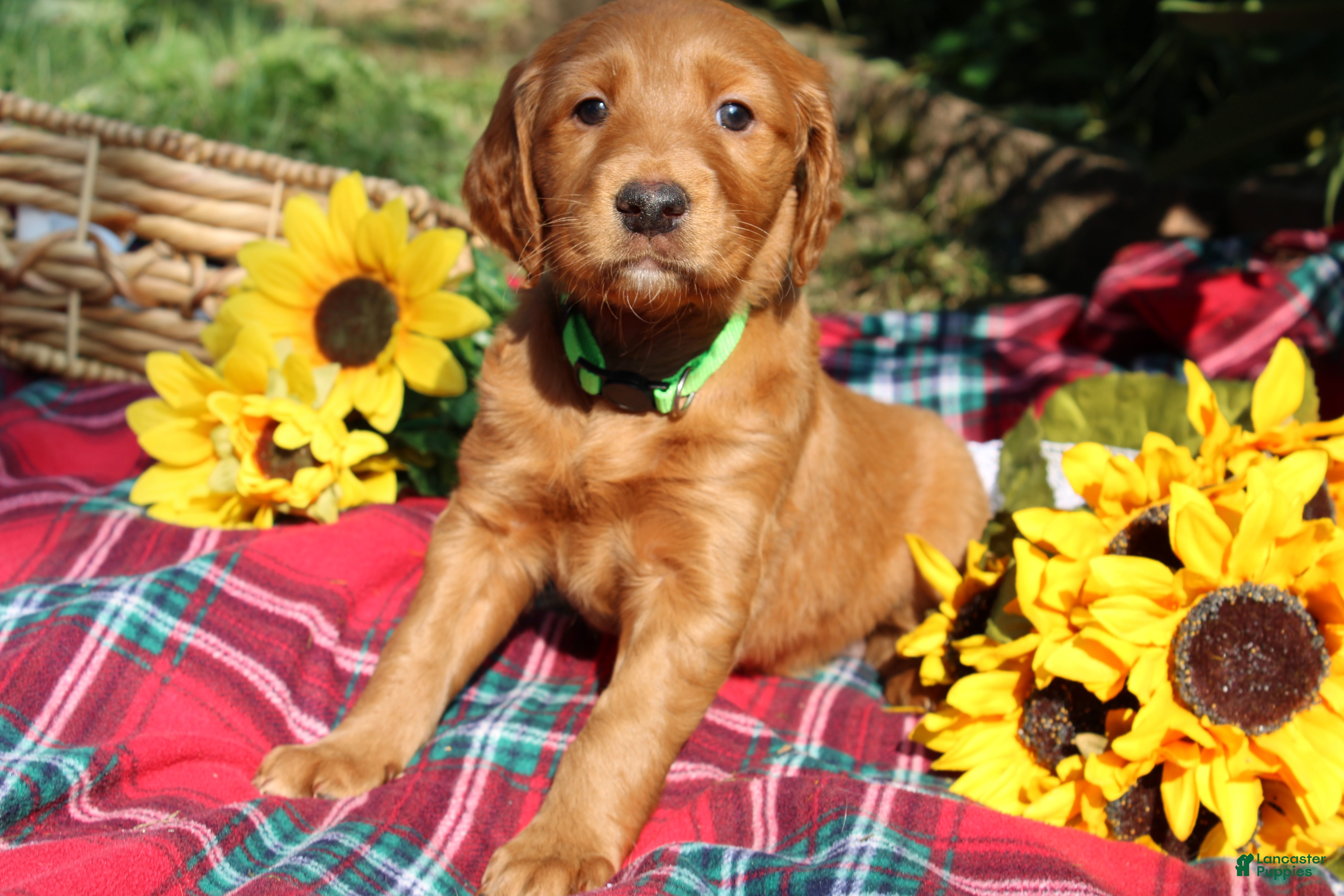 Mixed Breed dogs Lily - Irish Goldendoodle - Ad 1