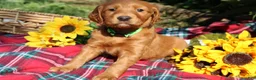 Mixed Breed dogs for sale: Lily - Irish Goldendoodle - Ad 1