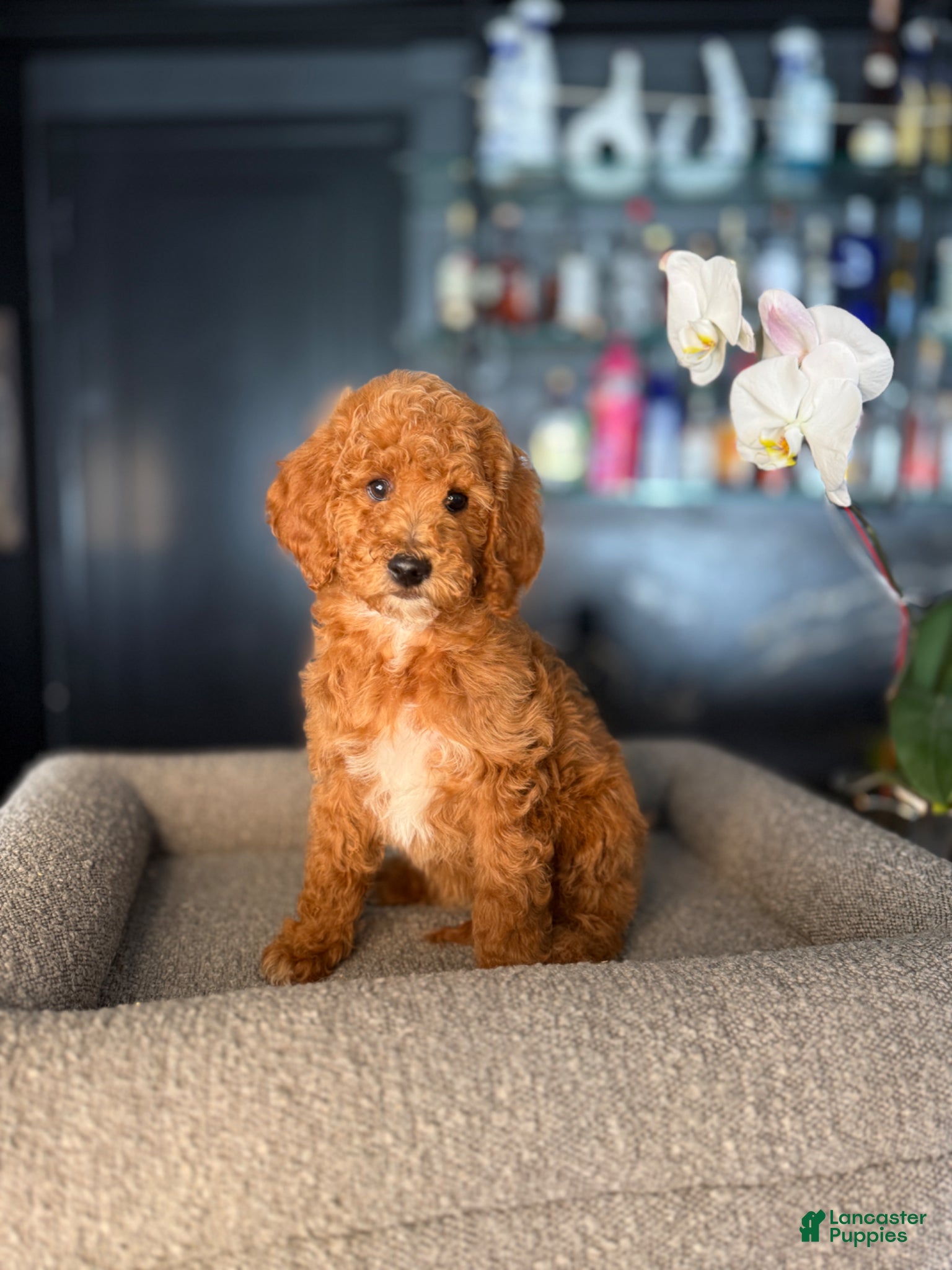 Goldendoodle dogs Samantha  - Ad 7