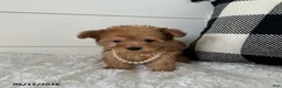 Yorkiepoo dogs for sale: Foxy - Ad 3