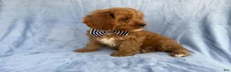 Cavapoo dogs for sale: Bronx - Ad 3