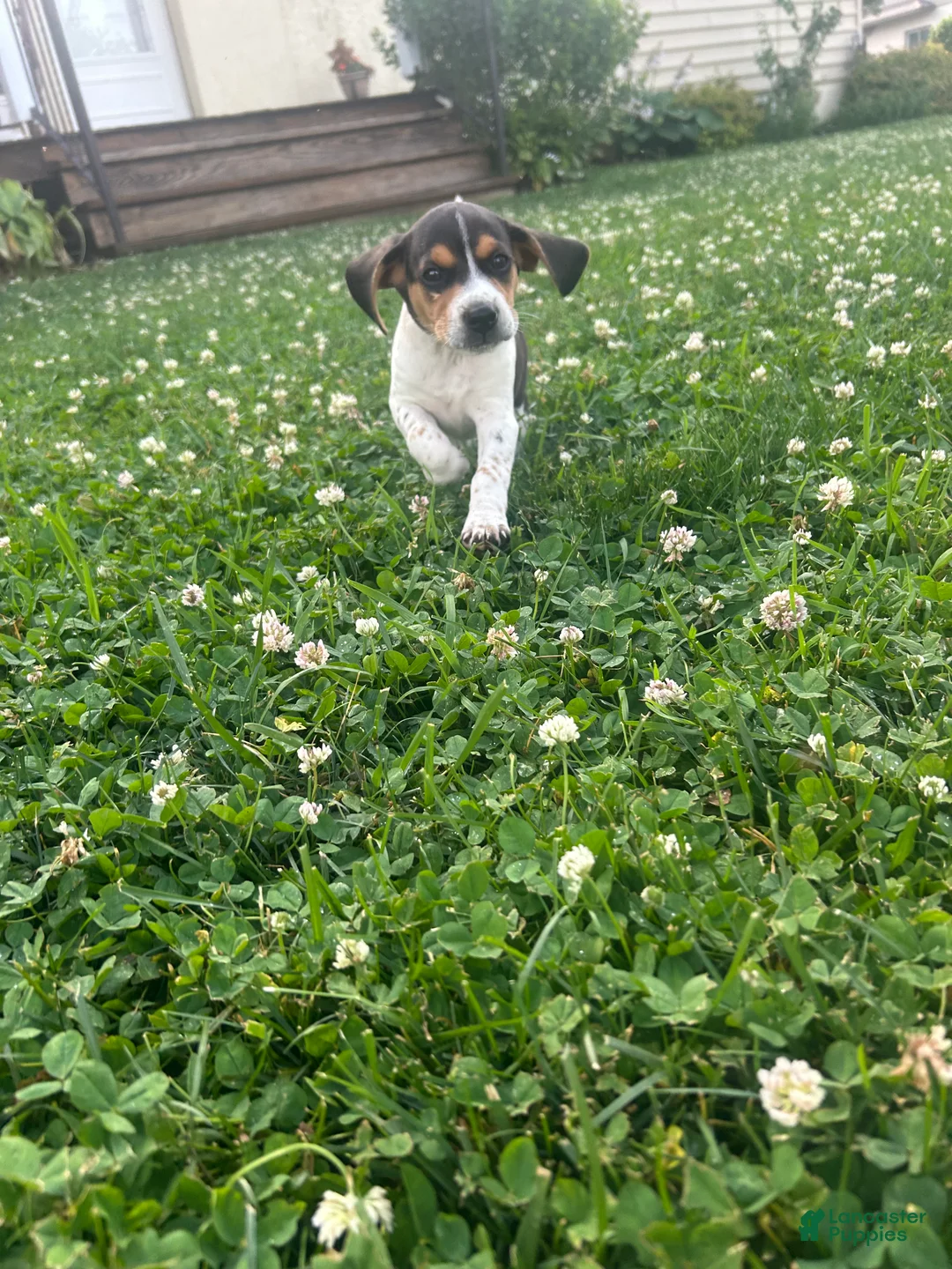Beagle dogs for sale: Shoshone - Ad 1