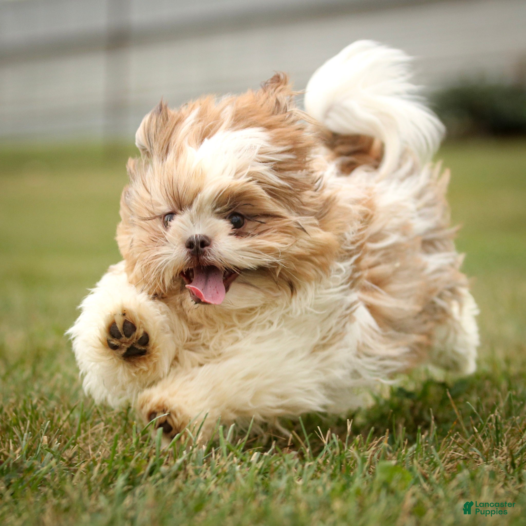 Shih Tzu dogs Rusty Shih Tzu fully leash trained & crate training in progress - Ad 2