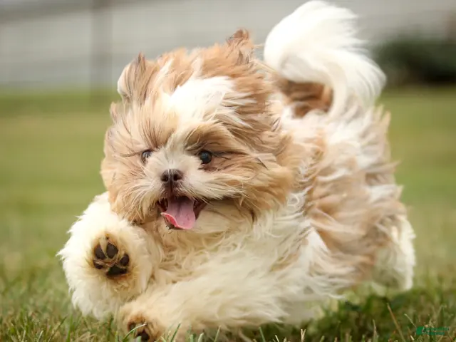 Shih Tzu dogs Rusty Shih Tzu fully leash trained & crate training in progress - Ad 2