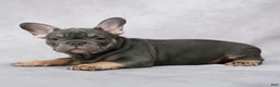 French Bulldog dogs for sale: Grant - Ad 8