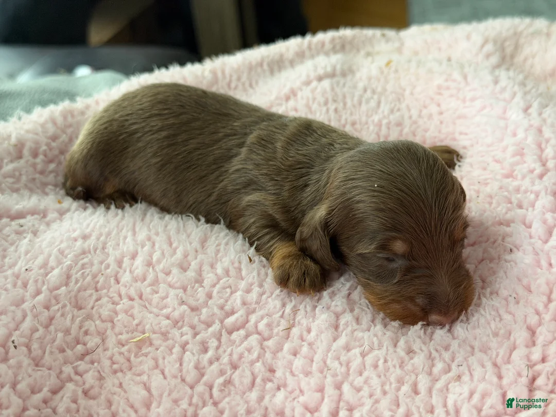 Miniature Dachshund dogs for sale: Champion bred long coat girl - Ad 1