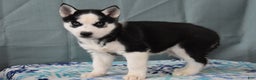 Siberian Husky dogs for sale: Tater Tot - Ad 2