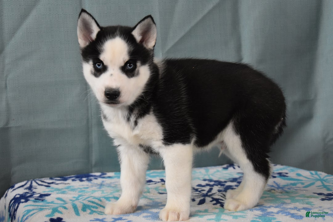 Siberian Husky dogs for sale: Tater Tot - Ad 2