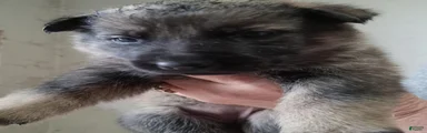 German Shepherd 4