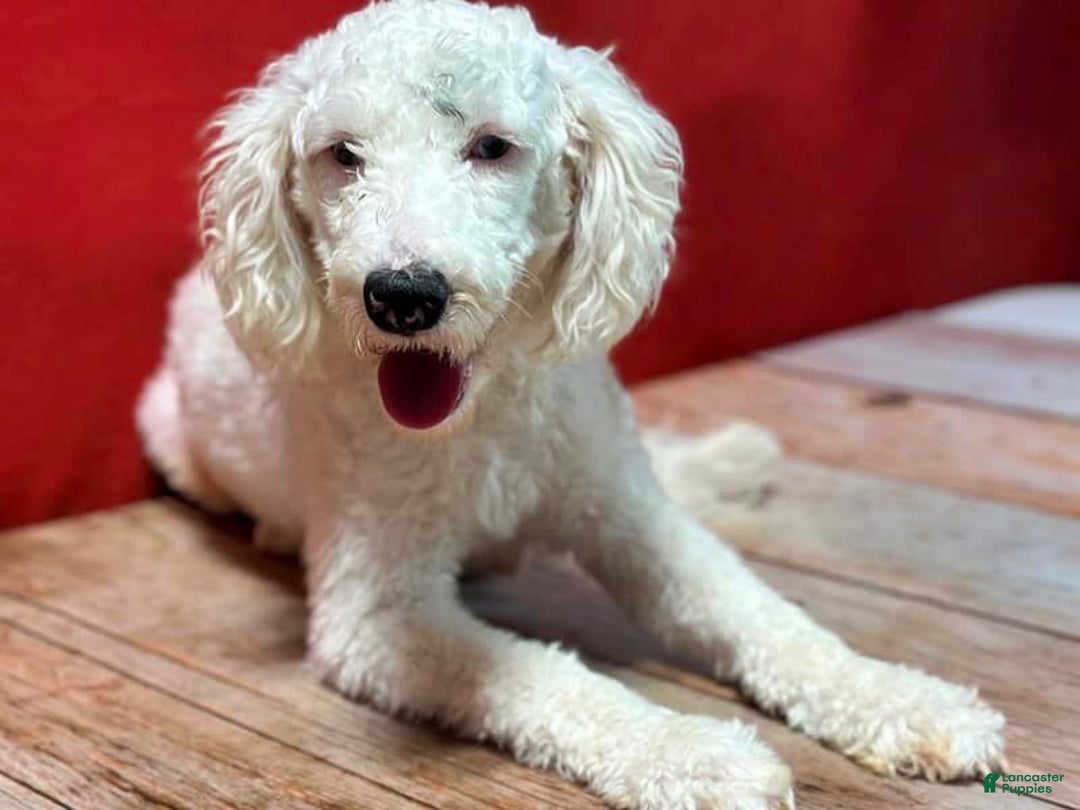 Mini Bernedoodle dogs for sale: Samson - Ad 5