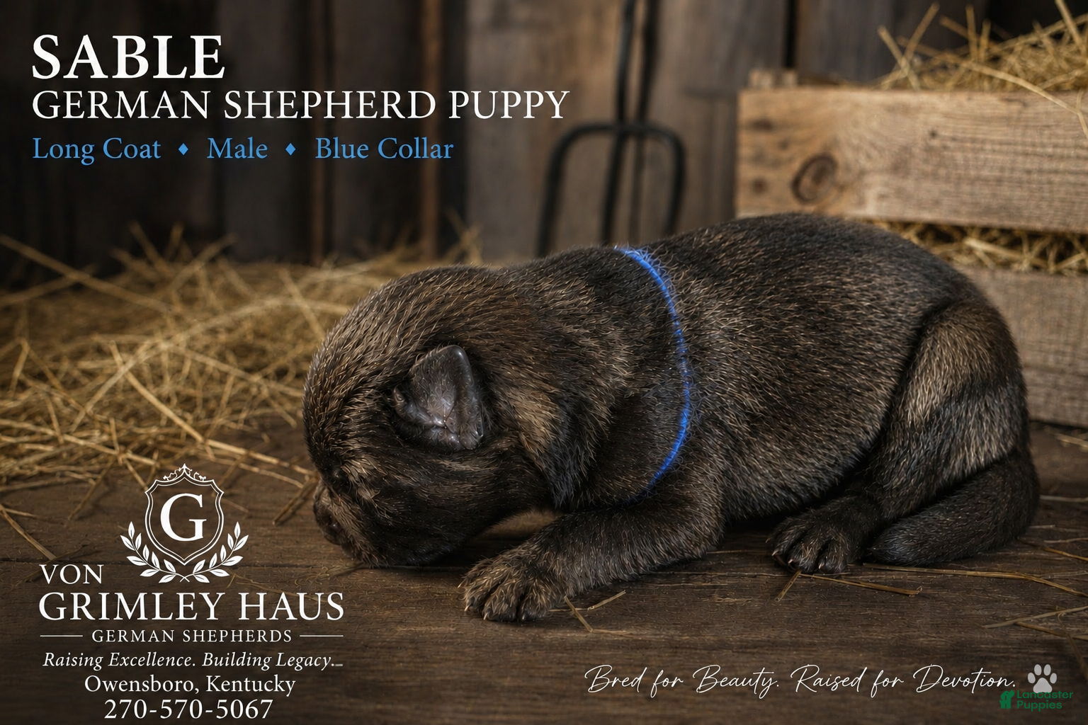 German Shepherd dogs blue  - Ad 18