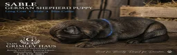 German Shepherd dogs for sale: blue  - Ad 1