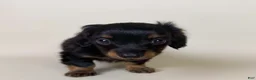 Miniature Dachshund dogs for sale: Dolly  - Ad 8