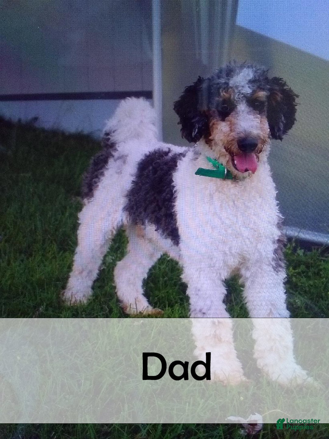 Mini Bernedoodle dogs for sale: Zues - Ad 12