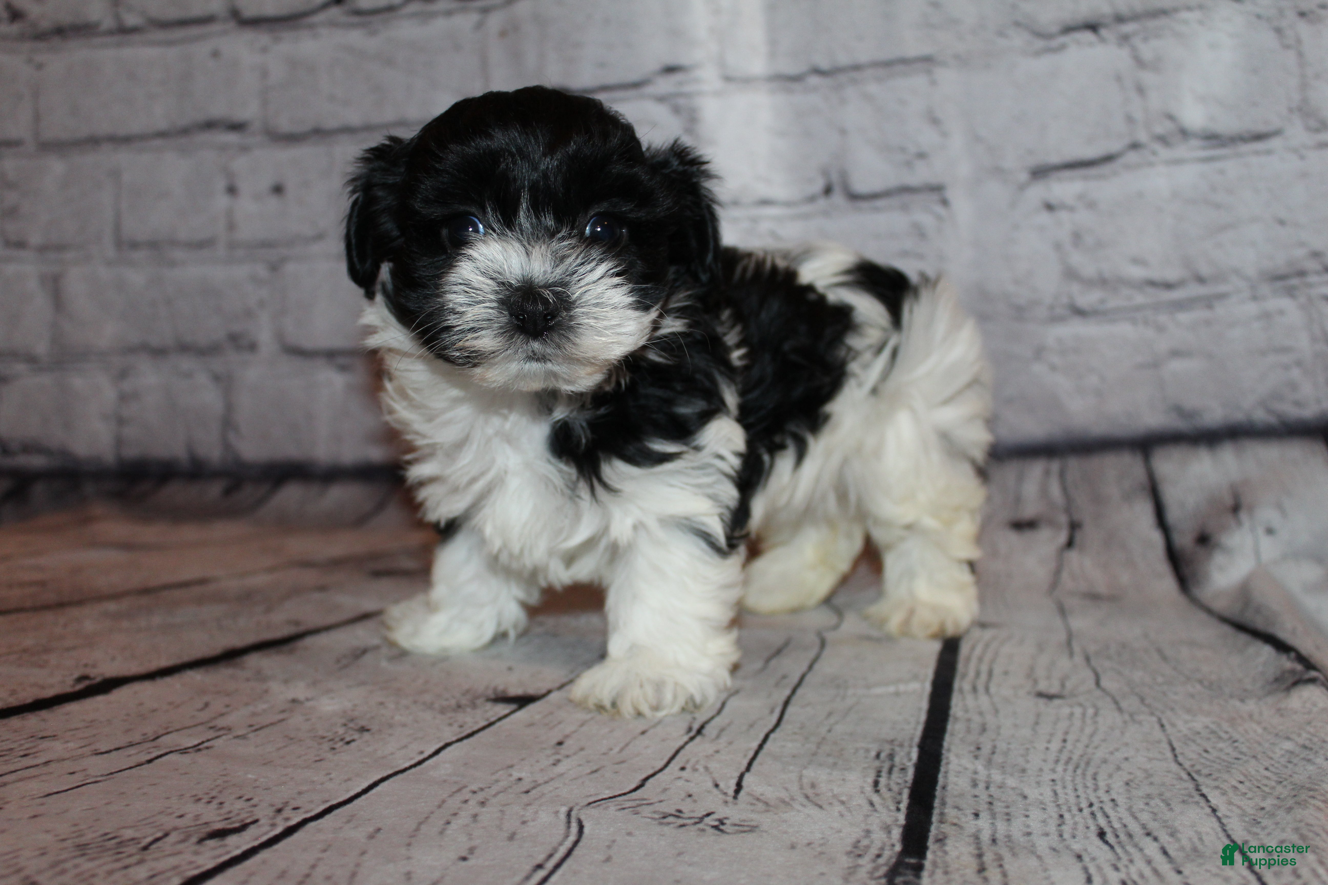 Morkie dogs Eve - Ad 5