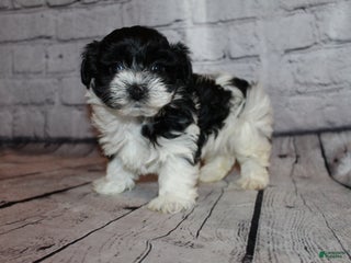 Morkie dogs Eve - Ad 39