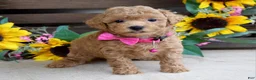 Mixed Breed dogs for sale: Patty - Ad 7