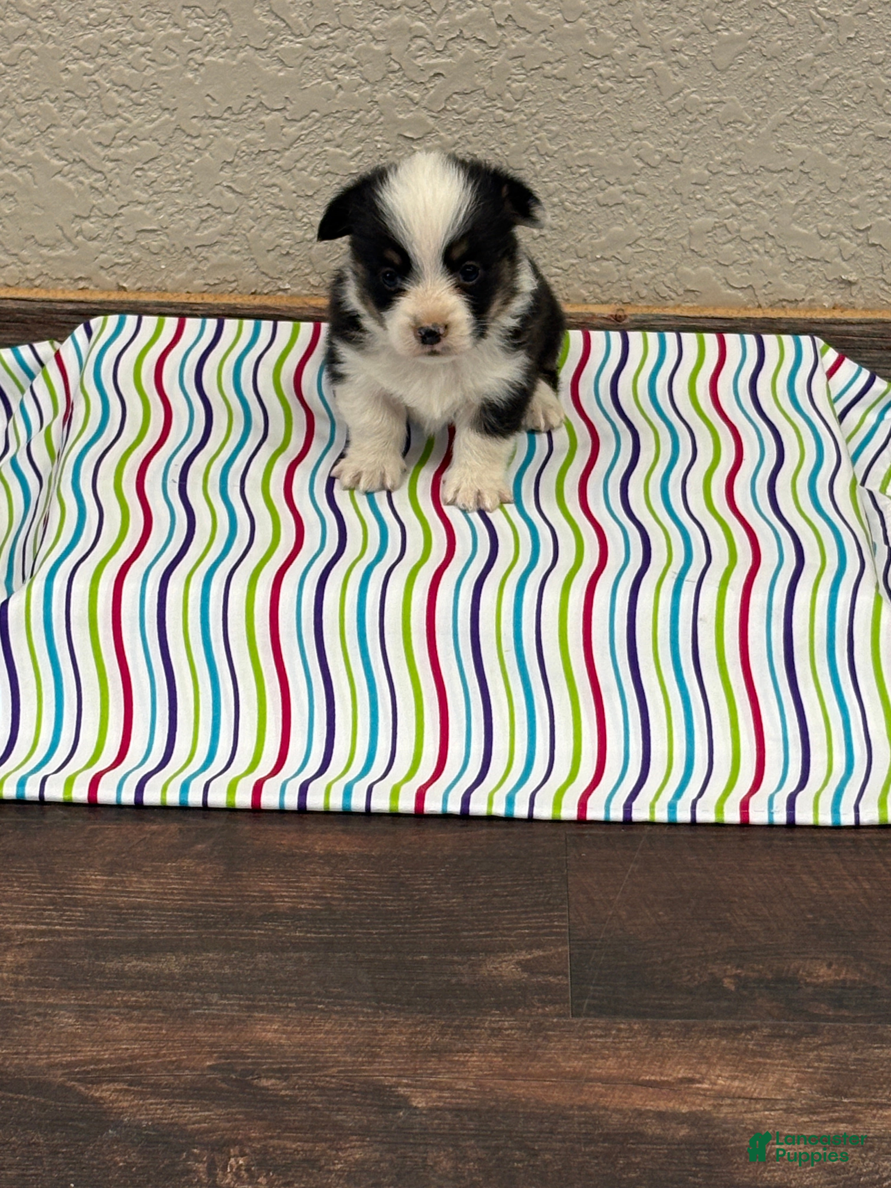 Welsh Corgi Pembroke dogs Jax - Ad 2