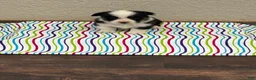 Welsh Corgi Pembroke dogs for sale: Jax - Ad 2