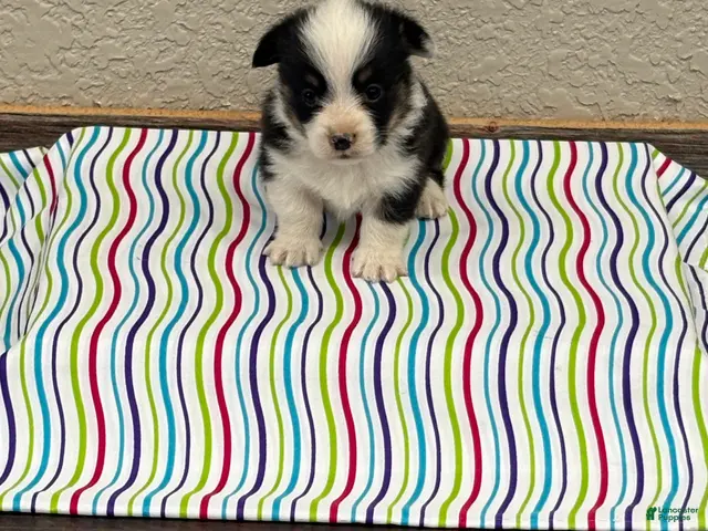 Welsh Corgi Pembroke dogs for sale: Jax - Ad 2