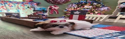 Shih Tzu dogs for sale: Pebbles - Ad 4