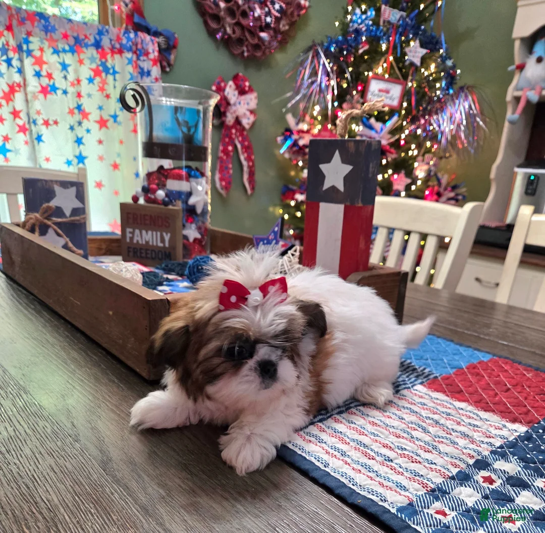 Shih Tzu dogs for sale: Pebbles - Ad 4