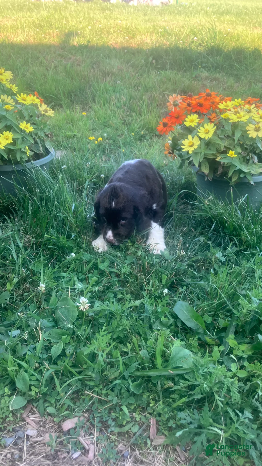 English Springer Spaniel dogs for sale: Marshmallow - Ad 4