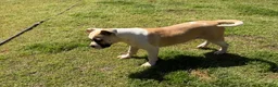 American Bulldog dogs for sale: Penny - Ad 8