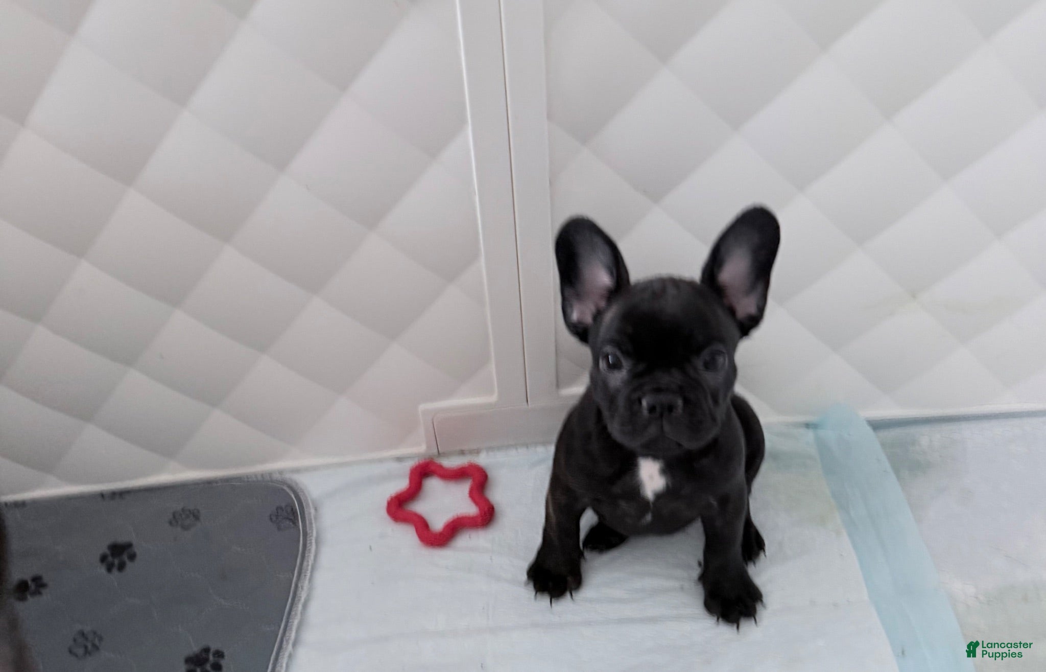French Bulldog dogs for sale: French Bulldog 1 - Ad 1