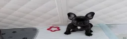 French Bulldog dogs for sale: French Bulldog 1 - Ad 1