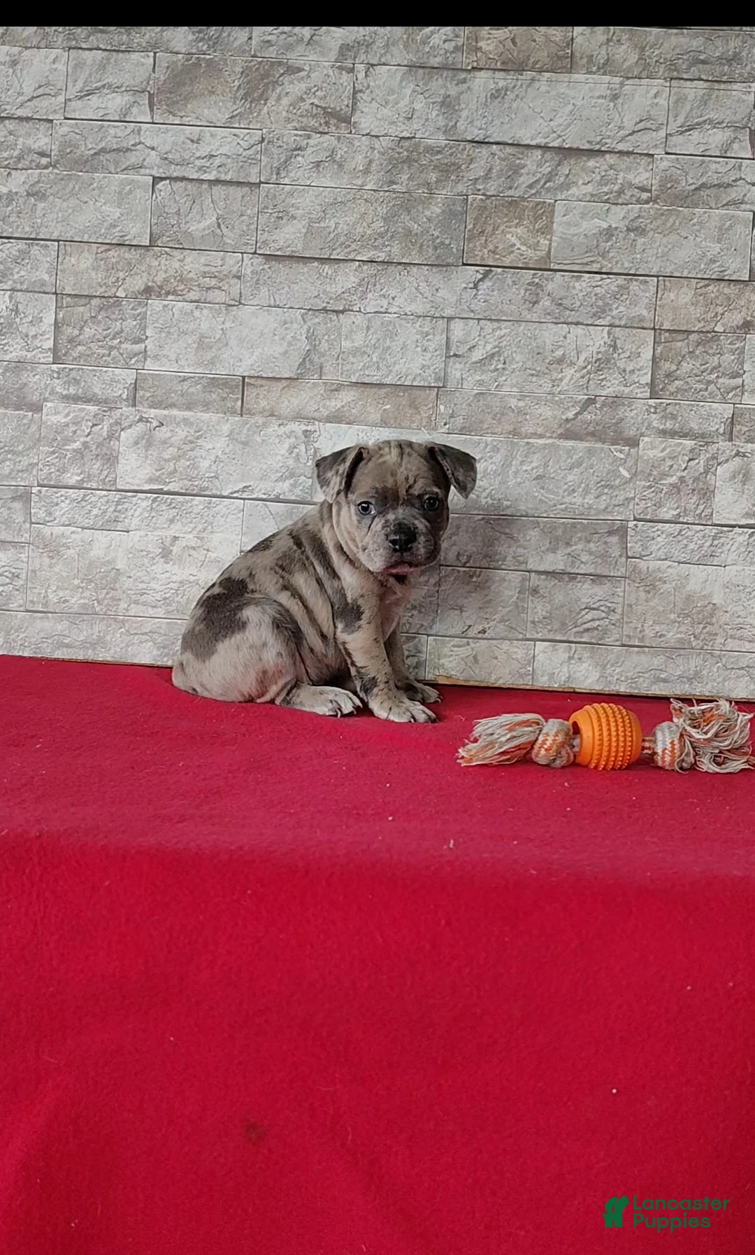 Mixed Breed dogs for sale: Baxter - Ad 2