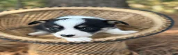 Mixed Breed dogs for sale: Black Girl 1 - Ad 7