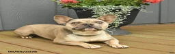 French Bulldog dogs for sale: Cuddles - Ad 4