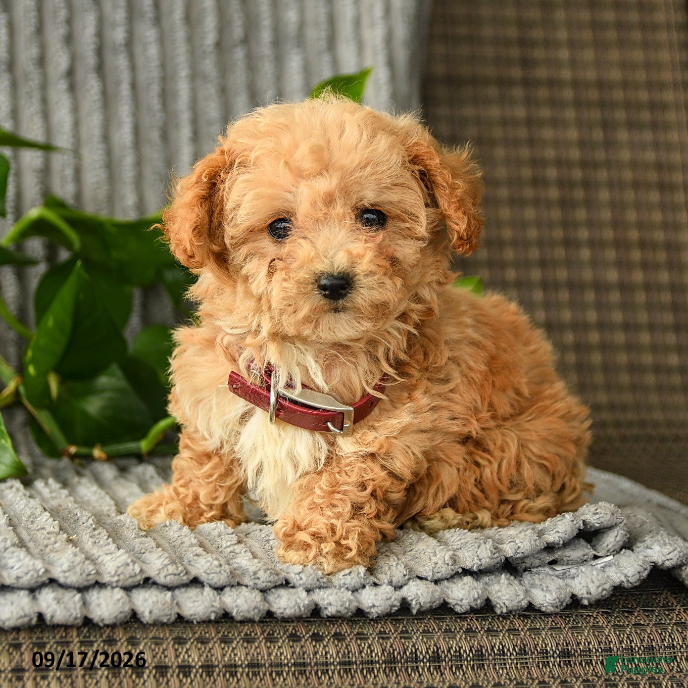 Bichpoo dogs Carol  - Ad 1