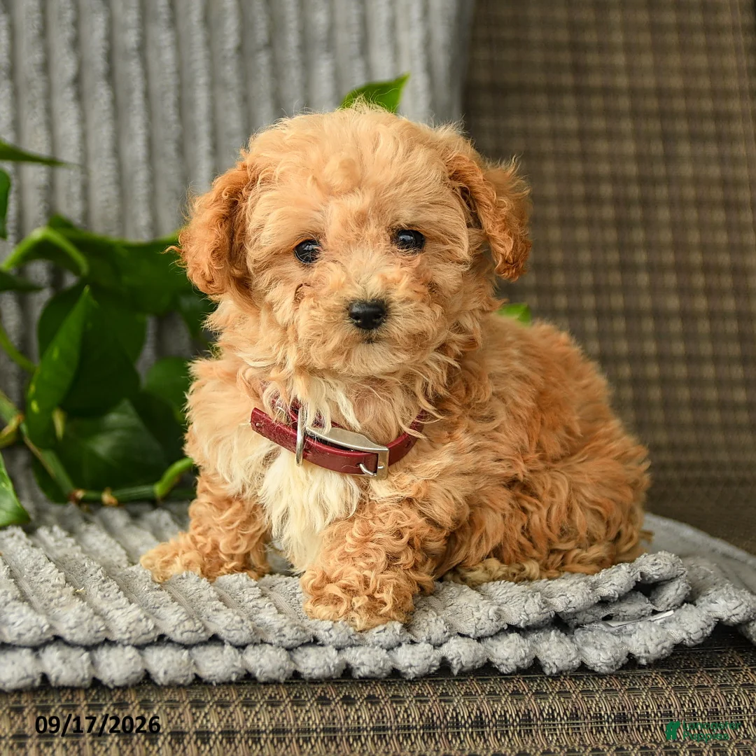 Bichpoo dogs for sale: Carol  - Ad 1