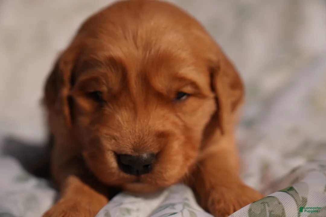 Golden Retriever dogs for sale: Tom - AKC, Genetically Clear - Ad 1