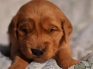 Golden Retriever dogs Tom - AKC, Genetically Clear - Ad 13