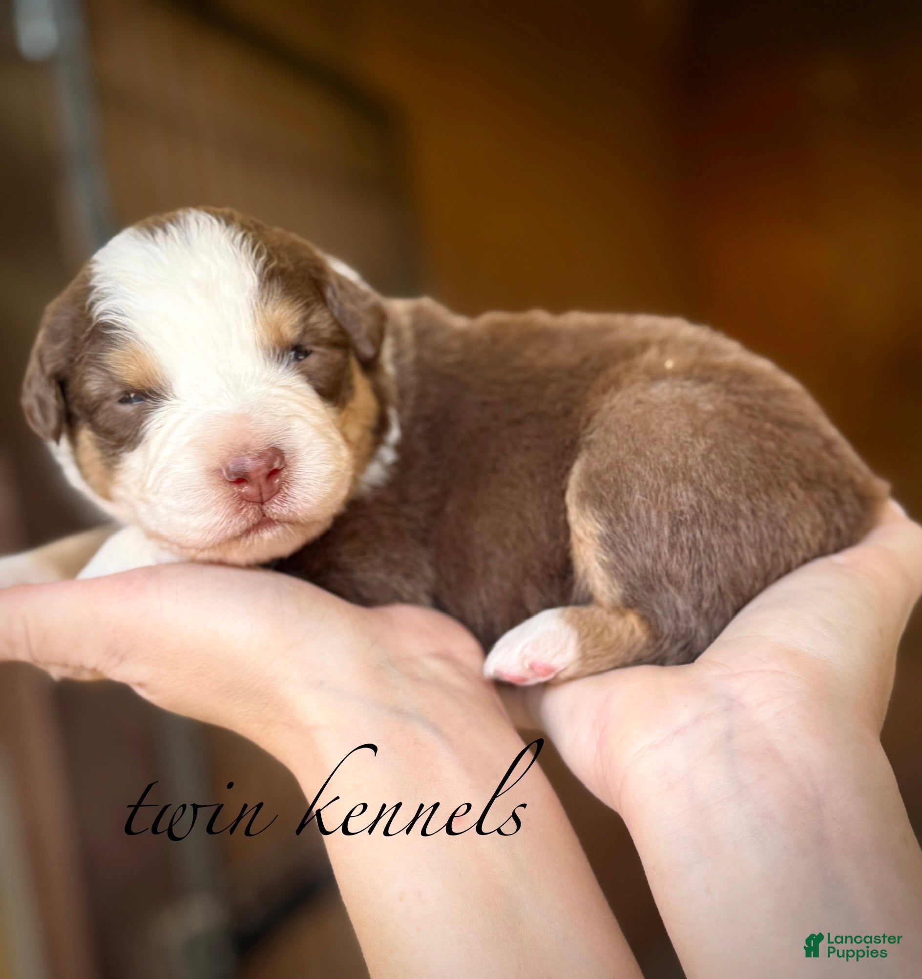 Australian Shepherd dogs Lucy - Ad 1