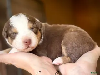 Australian Shepherd dogs for sale: Lucy - Ad 1